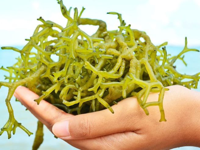 ilustrasi rumput laut