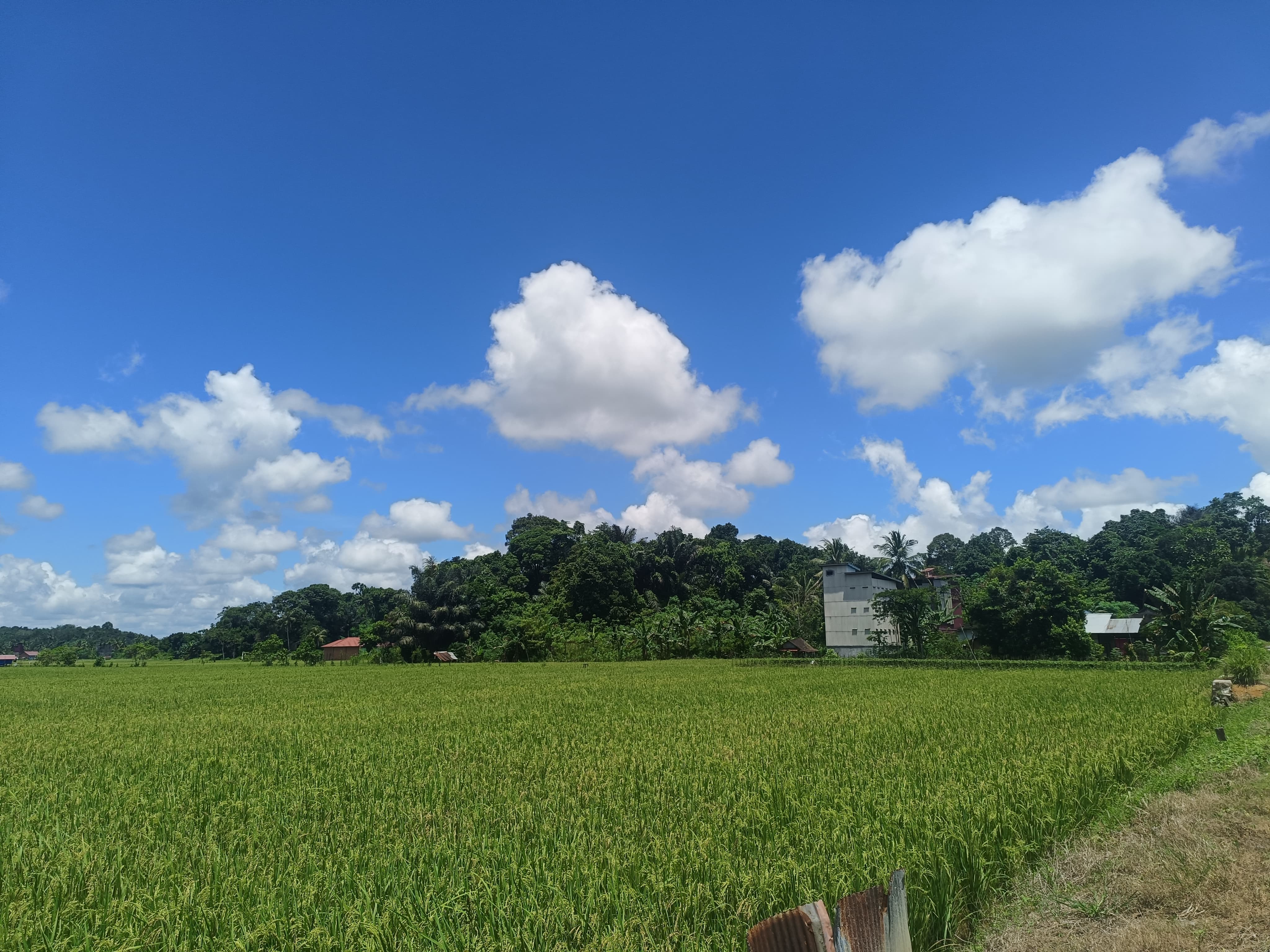 Ilustrasi Sawah
