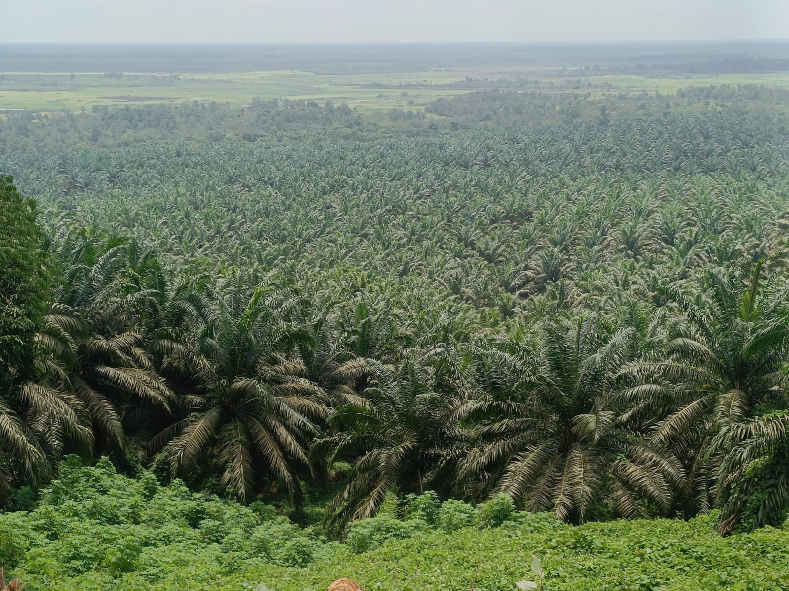 Perkebunan Sawit