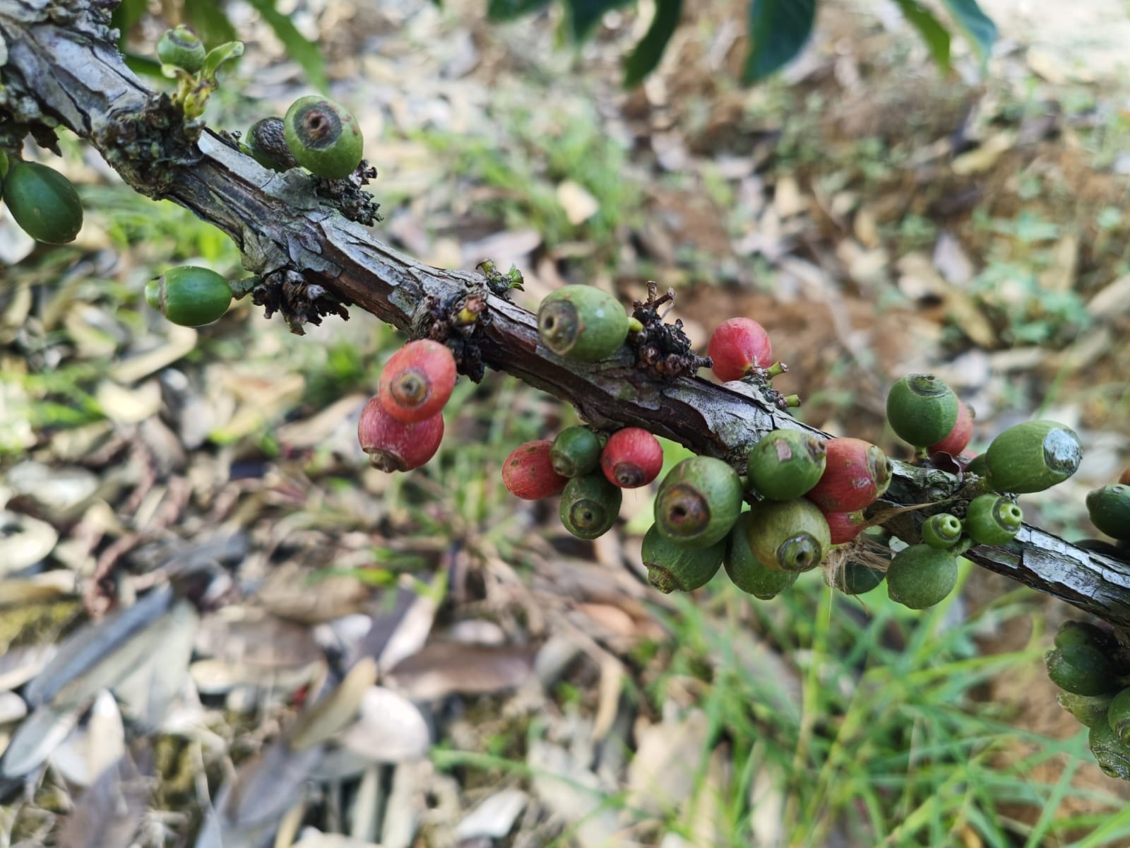 Kopi Kohiman